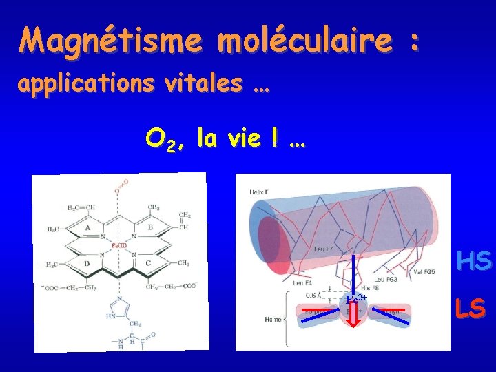 Magnétisme moléculaire : applications vitales … O 2, la vie ! … HS Fe