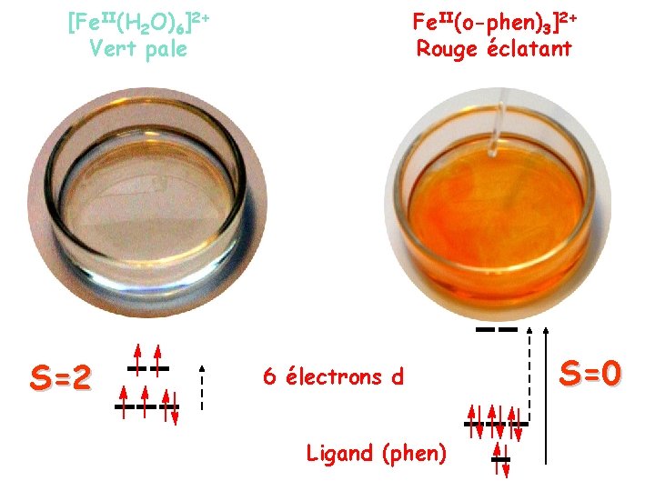 [Fe. II(H 2 O)6]2+ Vert pale S=2 Fe. II(o-phen)3]2+ Rouge éclatant 6 électrons d