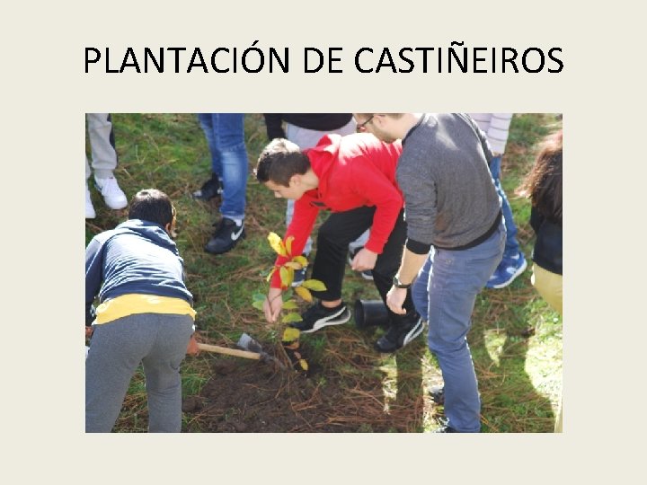 PLANTACIÓN DE CASTIÑEIROS 