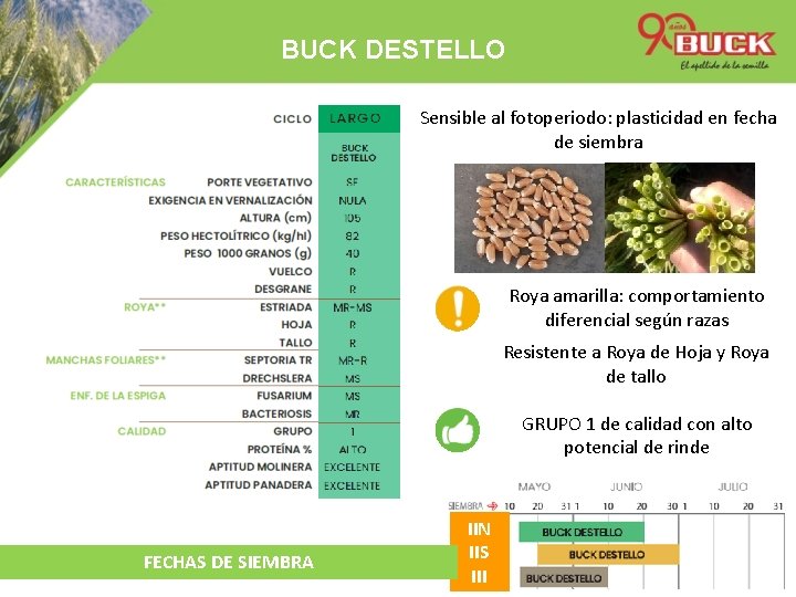 BUCK DESTELLO Sensible al fotoperiodo: plasticidad en fecha de siembra Roya amarilla: comportamiento diferencial