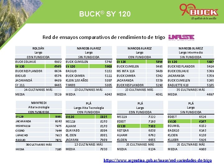 BUCK® SY 120 Red de ensayos comparativos de rendimiento de trigo ROLDÁN Largo CON