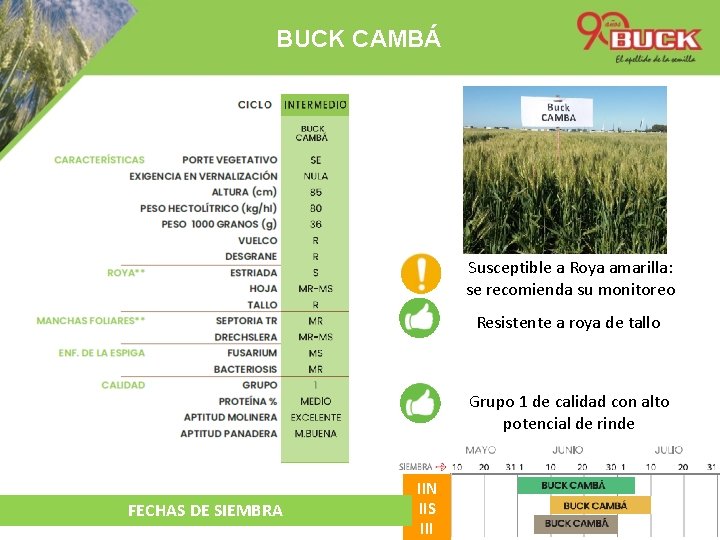 BUCK CAMBÁ Susceptible a Roya amarilla: se recomienda su monitoreo Resistente a roya de