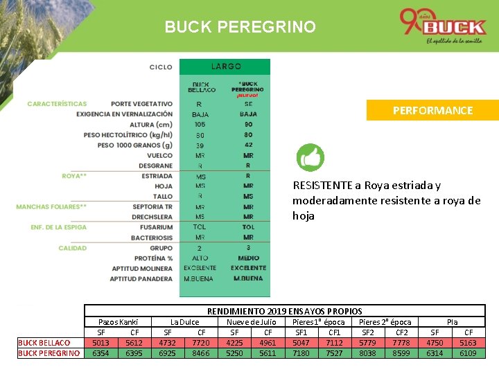 BUCK PEREGRINO PERFORMANCE RESISTENTE a Roya estriada y moderadamente resistente a roya de hoja