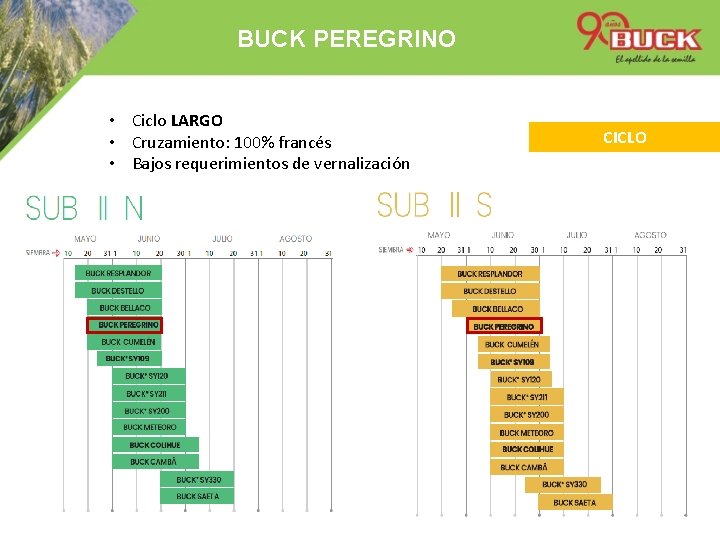 BUCK PEREGRINO • Ciclo LARGO • Cruzamiento: 100% francés • Bajos requerimientos de vernalización