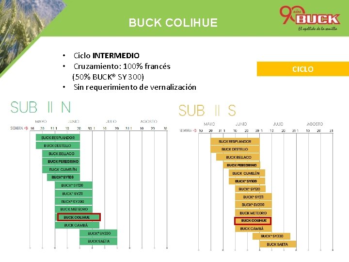 BUCK COLIHUE • Ciclo INTERMEDIO • Cruzamiento: 100% francés (50% BUCK® SY 300) •