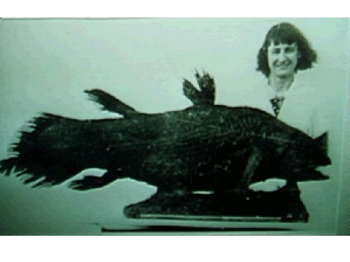 Diversity of Fishes III Fish Taxa Diversity Phylum