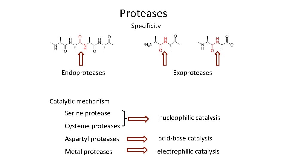 Proteases Specificity Endoproteases Exoproteases Catalytic mechanism Serine protease Cysteine proteases nucleophilic catalysis Aspartyl proteases