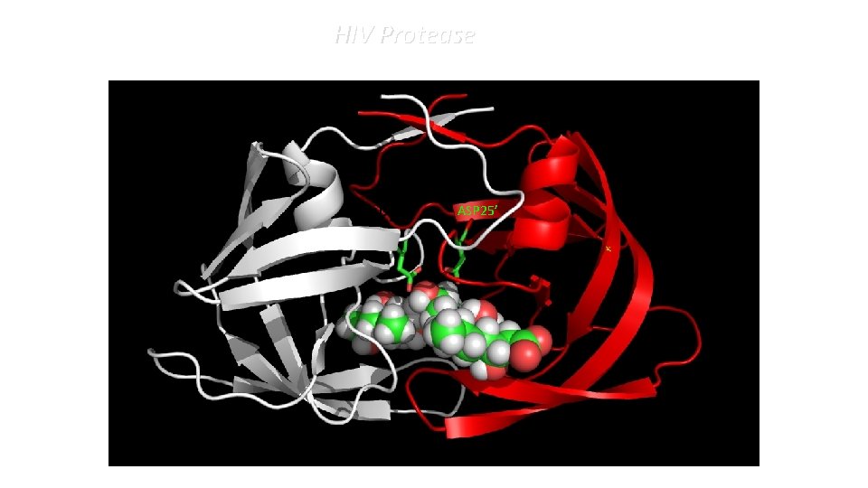 HIV Protease ASP 25’ 