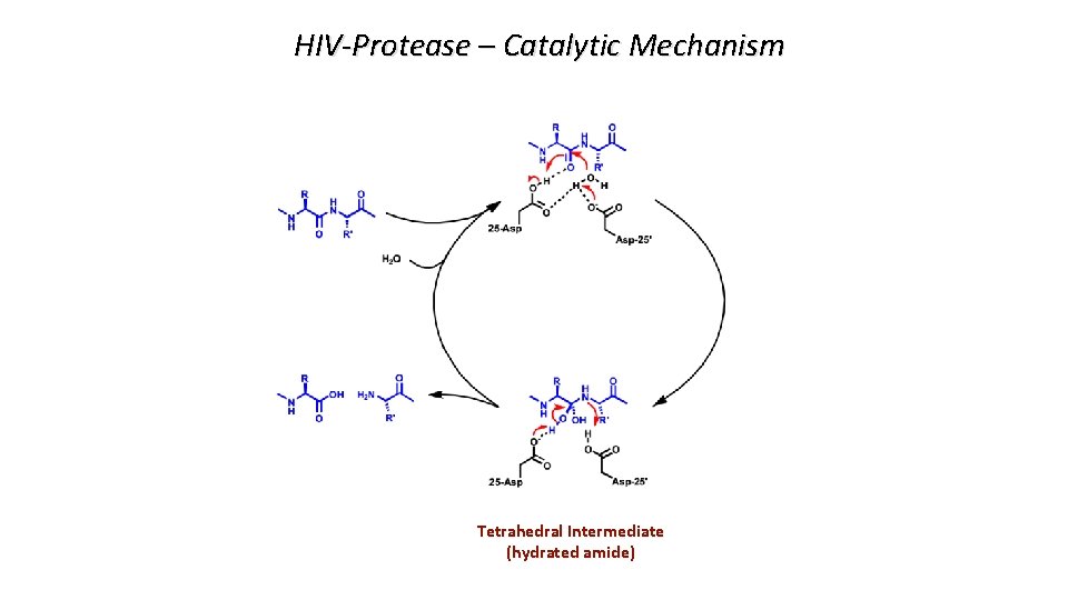 HIV-Protease – Catalytic Mechanism Tetrahedral Intermediate (hydrated amide) 
