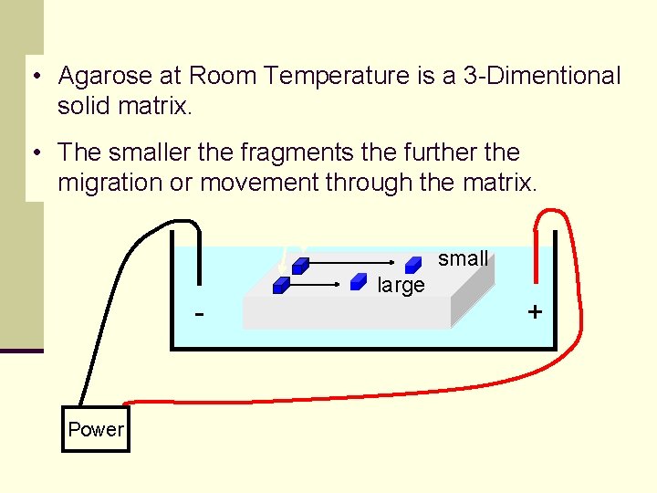  • Agarose at Room Temperature is a 3 -Dimentional solid matrix. • The