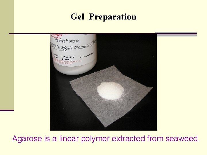 Gel Preparation Agarose is a linear polymer extracted from seaweed. 