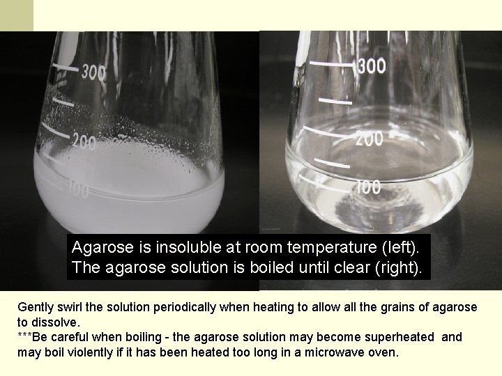 Melting the Agarose is insoluble at room temperature (left). The agarose solution is boiled