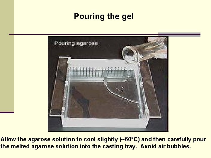 Pouring the gel Allow the agarose solution to cool slightly (~60ºC) and then carefully
