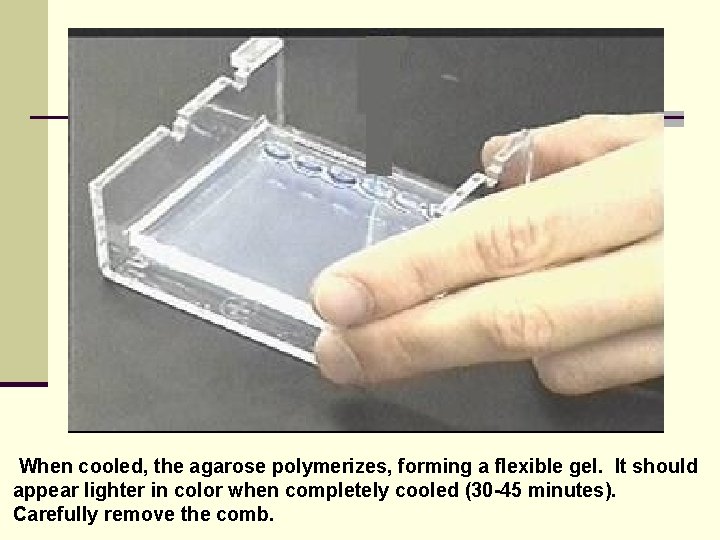 When cooled, the agarose polymerizes, forming a flexible gel. It should appear lighter in