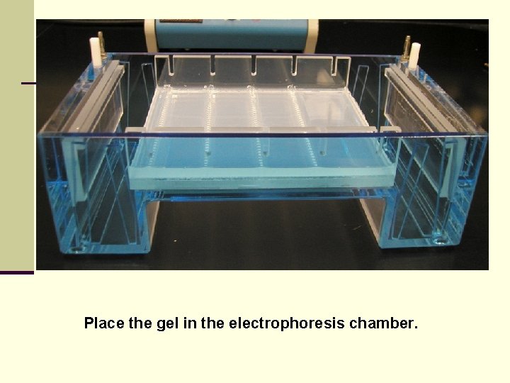 Place the gel in the electrophoresis chamber. 