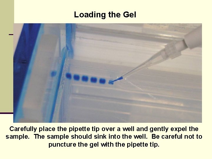 Loading the Gel Carefully place the pipette tip over a well and gently expel