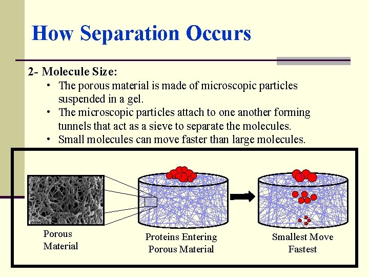 How Separation Occurs 2 - Molecule Size: • The porous material is made of