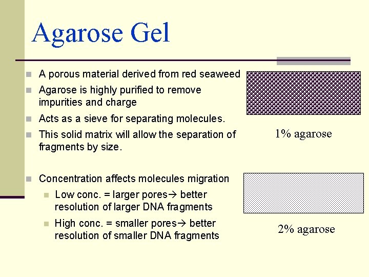 Agarose Gel n A porous material derived from red seaweed n Agarose is highly