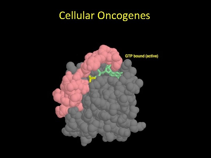 Cellular Oncogenes 