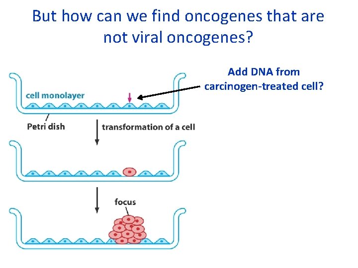 But how can we find oncogenes that are not viral oncogenes? Add DNA from