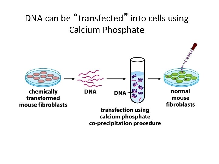 DNA can be “transfected” into cells using Calcium Phosphate 