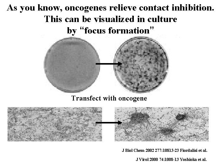 As you know, oncogenes relieve contact inhibition. This can be visualized in culture by