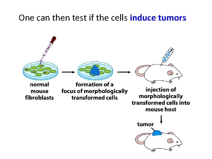 One can then test if the cells induce tumors 