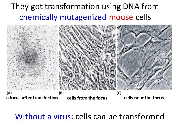 They got transformation using DNA from chemically mutagenized mouse cells a focus after transfection