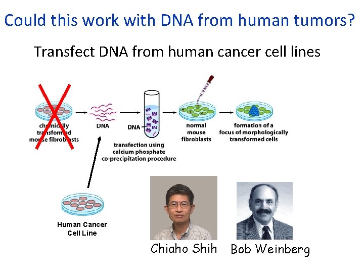 Could this work with DNA from human tumors? Transfect DNA from human cancer cell