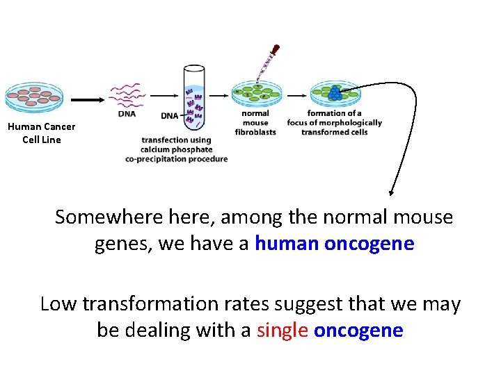 Human Cancer Cell Line Somewhere, among the normal mouse genes, we have a human