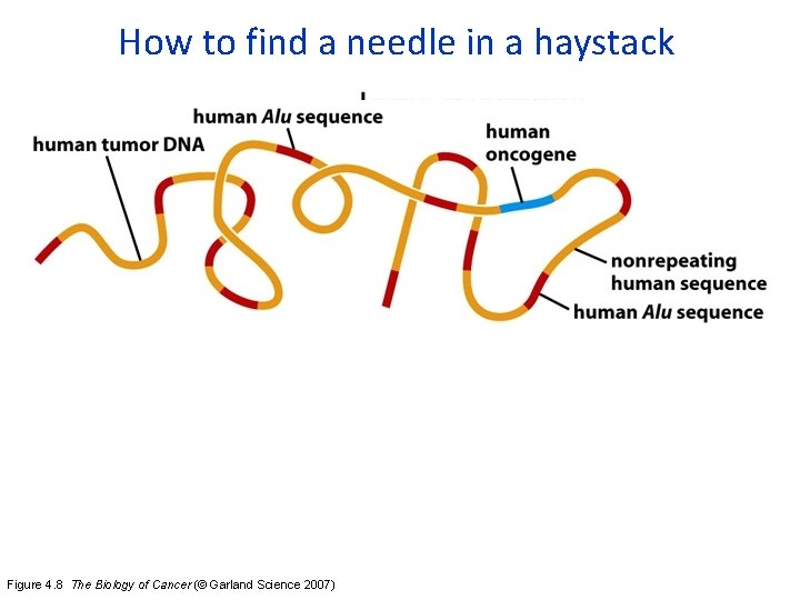 How to find a needle in a haystack Figure 4. 8 The Biology of