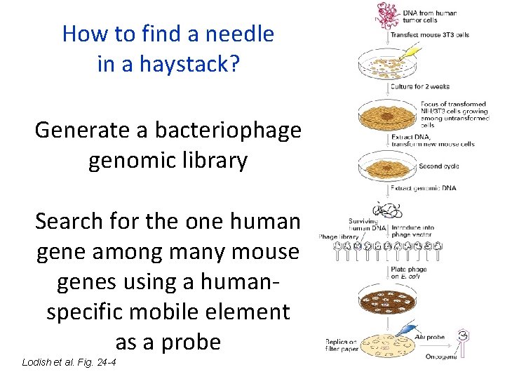 How to find a needle in a haystack? Generate a bacteriophage genomic library Search