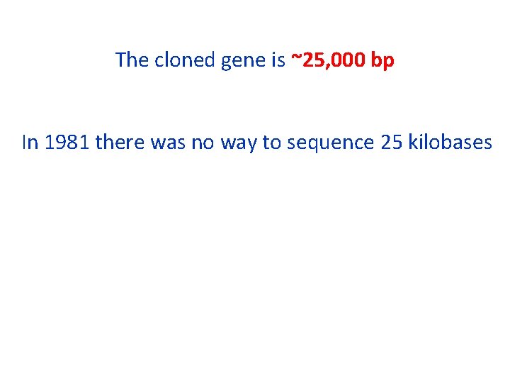 The cloned gene is ~25, 000 bp In 1981 there was no way to