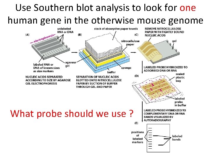 Use Southern blot analysis to look for one human gene in the otherwise mouse