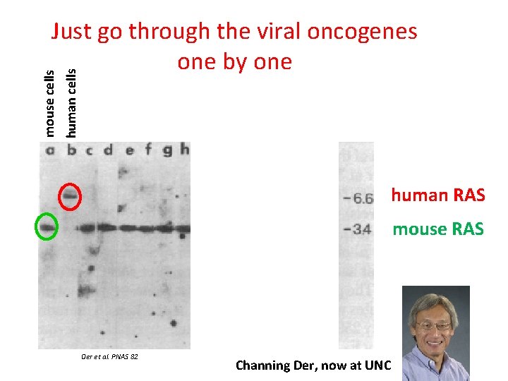 human cells mouse cells Just go through the viral oncogenes one by one human