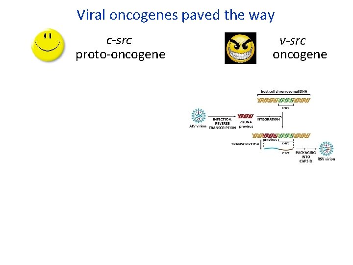 Viral oncogenes paved the way c-src proto-oncogene v-src oncogene 