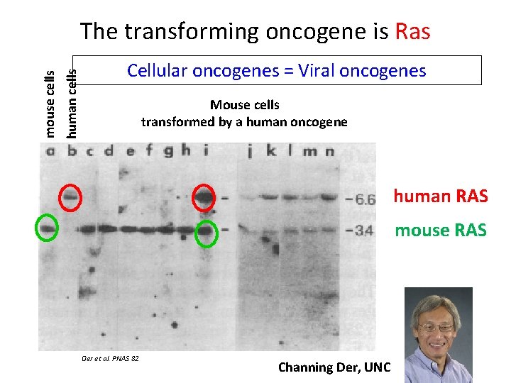 human cells mouse cells The transforming oncogene is Ras Cellular oncogenes = Viral oncogenes