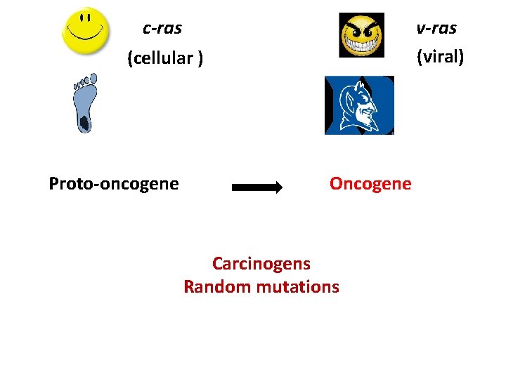 c-ras v-ras (viral) (cellular ) Proto-oncogene Oncogene Carcinogens Random mutations 