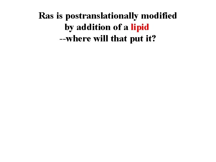 Ras is postranslationally modified by addition of a lipid --where will that put it?