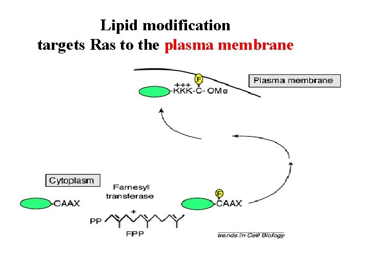 Lipid modification targets Ras to the plasma membrane 