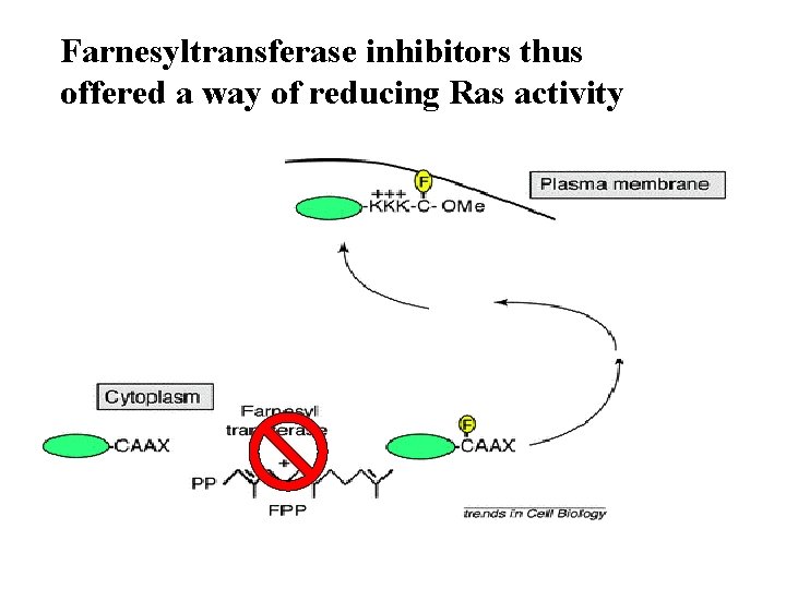 Farnesyltransferase inhibitors thus offered a way of reducing Ras activity 