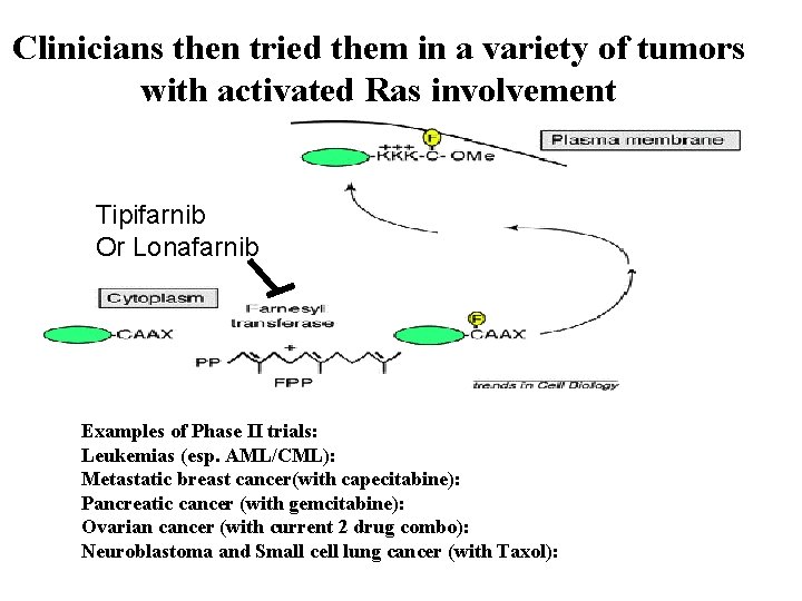 Clinicians then tried them in a variety of tumors with activated Ras involvement Tipifarnib