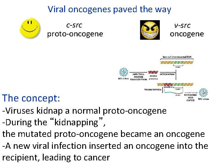 Viral oncogenes paved the way c-src proto-oncogene The concept: v-src oncogene -Viruses kidnap a