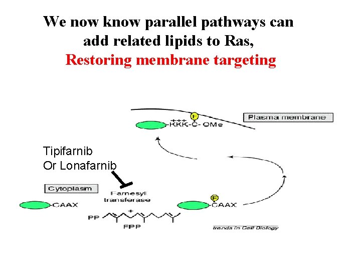 We now know parallel pathways can add related lipids to Ras, Restoring membrane targeting