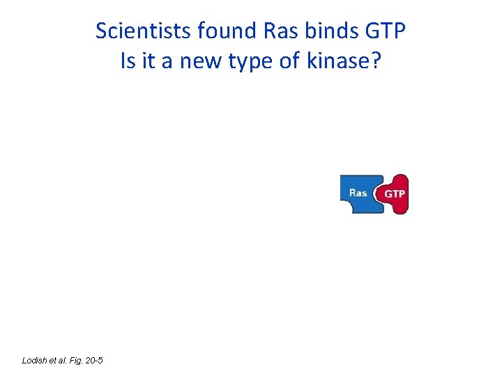 Scientists found Ras binds GTP Is it a new type of kinase? Lodish et