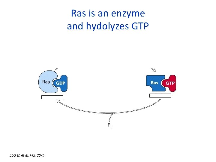 Ras is an enzyme and hydolyzes GTP Lodish et al. Fig. 20 -5 