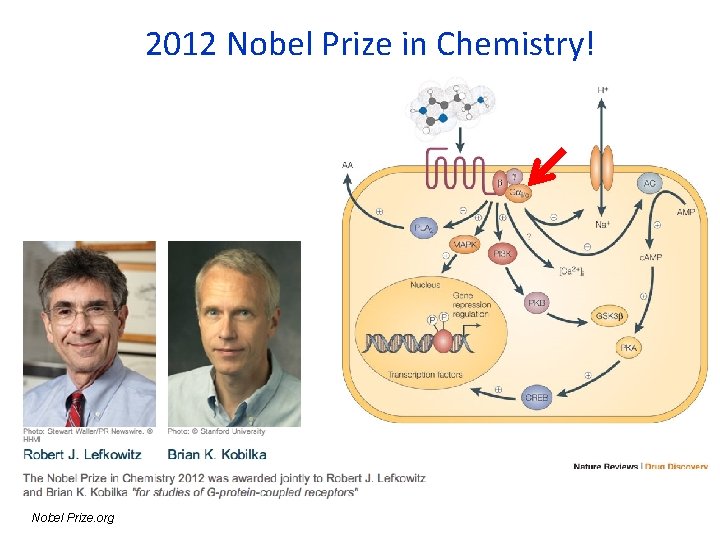 2012 Nobel Prize in Chemistry! Nobel Prize. org 