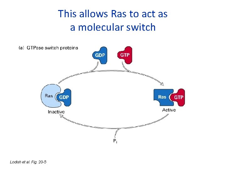 This allows Ras to act as a molecular switch Lodish et al. Fig. 20