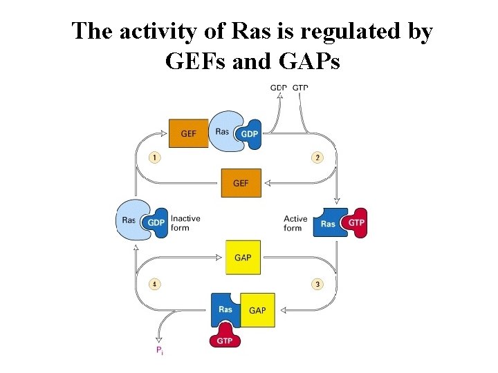 The activity of Ras is regulated by GEFs and GAPs 