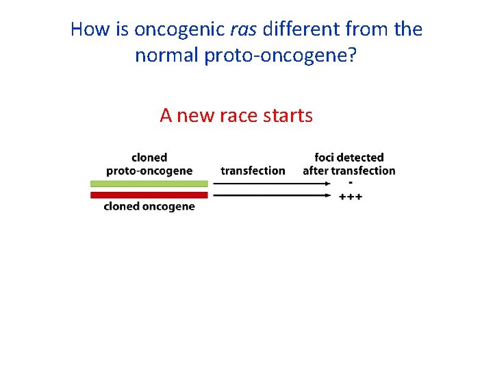 How is oncogenic ras different from the normal proto-oncogene? A new race starts 
